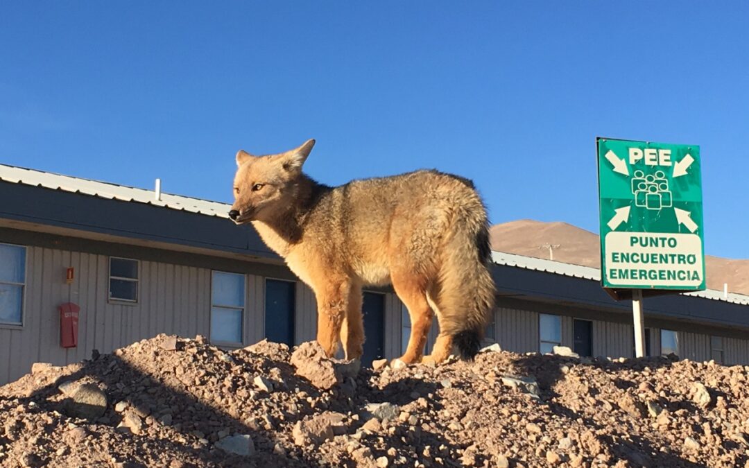 Llaman a respetar y cuidar la fauna en faena