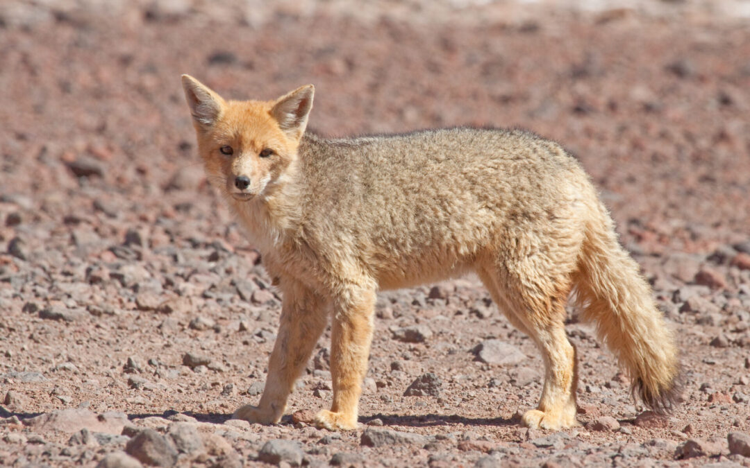 Refuerzan llamado a la precaución por avistamientos de fauna silvestre